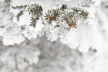 winter of Taebaek mountain, South Korea