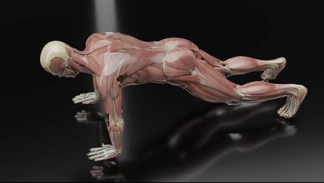 Man doing Push-Ups. Anatomy Muscles Tendons, Chest extreme workout demonstration, Cross fitness exercise, weight loss training, Athlete jump Push Up, Sportsmen, gym floor, clapping, 3d render