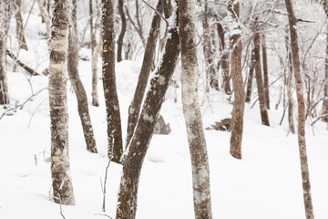 winter of Taebaek mountain, South Korea