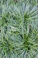 Close up of green grass in the garden. Natural background and texture.