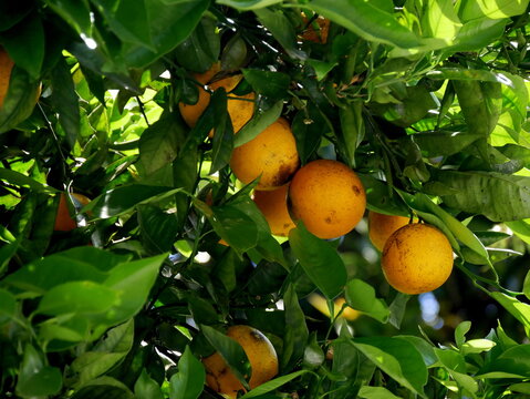 Bitter orange : Fruit of citrus aurantium in La R&eacute;union in the tree. Citrus tree with fruits in Reunion island 