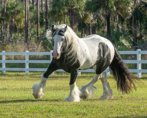Gypsy Vanner Horse gelding runs in white fenced paddock
