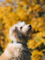 Blonde dog sitting in autumn forest