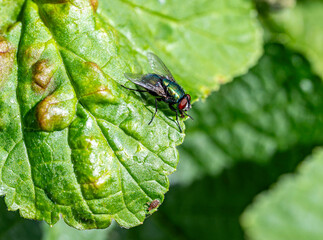 Detail of a green fly on a green leaf.