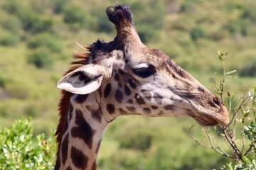 Girafe de la reserve du Masaï Mara au Kenya