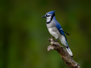 Closeup portrait of Blue Jay on green background in fall