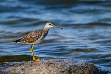 Closeup portrait of Greater Yellowlegs standing on rock against pond with blue water