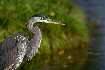 Great Blue Heron on the pond, closeup portrait