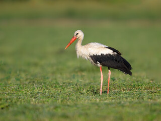 A closeup portrait of White Stork  on a field with a blurry green background