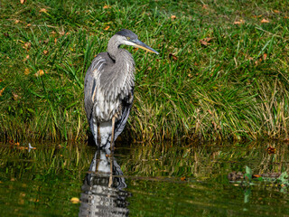 Great Blue Heron on the pond, closeup portrait