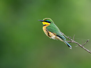 Little Bee-eater on green background, closeup portrait