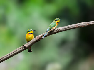  Two Little Bee-eaters on green background 