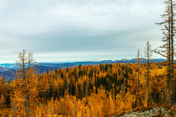 larch fall autumn trees forest in the mountains