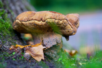 Macro shot of a mushroom in autumn