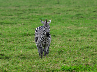 Plains zebra standing  on green pasture