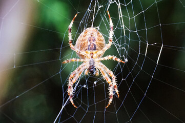 Eine Spinne in ihrem Netz