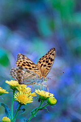 Aphrodite Fritillary butterfly on yellow flower