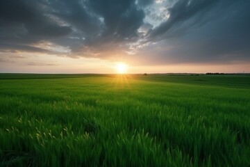 Beautiful sunrise over green wheat fields and cloudy sky in a natural spring landscape. Generative AI - obrazy, fototapety, plakaty