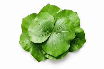 Lotus leaf isolated on white background