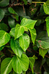 leaves after the storm filled with raindrops