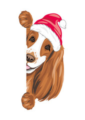 Peeking Cocker Spaniel dog in Christmas hat