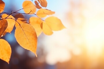 Naklejka na ściany i meble Autumn leaves against the sky