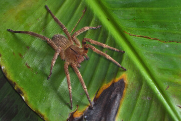 Closeup of the infamous Brazilian wandering or banana spider Phoneutria nigriventer (Araneae: Ctenidae), a medically important spider photographed on a green banana leaf.