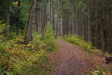 Fototapeta premium Wet weather autumn day, woodland trail, fall foliage copy space background image