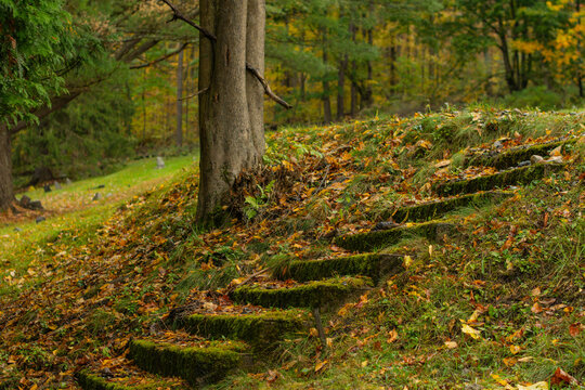 Stone steps covered in fall season leafs and moss, copy space background image. Forest background dark mood.