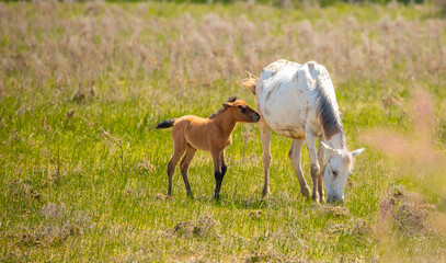 A herd of horses graze in the meadow in summer, eat grass, walk and frolic. Pregnant horses and foals, livestock breeding concept.