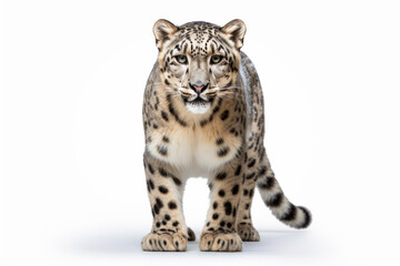 Snow Leopard Posing with Regal Dignity Against White