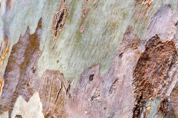 Close up detail from eucalyptus tree bark