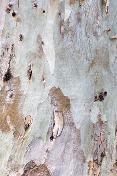 Close up detail from eucalyptus tree bark