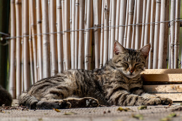 stray cat from the island of Stromboli