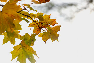 Lively closeup of falling autumn leaves with vibrant backlight from the setting sun
