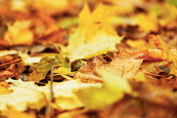 Lively closeup of falling autumn leaves with vibrant backlight from the setting sun