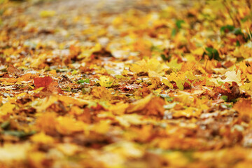 Lively closeup of falling autumn leaves with vibrant backlight from the setting sun