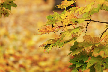 Lively closeup of falling autumn leaves with vibrant backlight from the setting sun