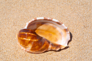 Seashell on fine beach sand background in summer sun. Clean sand beach grain, natural textured. Concept recreation, tourism, vacation, relax, beach holiday, travel design, close up, top view