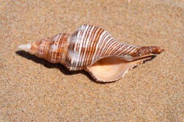 Seashell on fine beach sand background in summer sun. Clean sand beach grain, natural textured. Concept recreation, tourism, vacation, relax, beach holiday, travel design, close up, top view