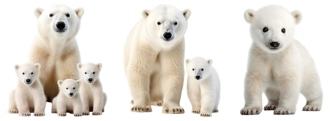 Polar bear family set. Mother bear with children bears. Little polar bear baby. Isolated on a transparent background. - obrazy, fototapety, plakaty
