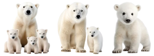 Foto op Plexiglas Polar bear family set. Mother bear with children bears. Little polar bear baby. Isolated on a transparent background. © Honey Bear
