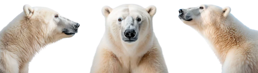 Tuinposter Set of polar bears. Full face and profile of a polar bear close-up. Isolated on a transparent background. © Honey Bear