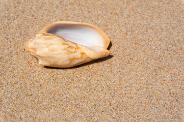 Seashell on fine beach sand background in summer sun. Clean sand beach grain, natural textured. Concept recreation, tourism, vacation, relax, beach holiday, travel design, close up, top view