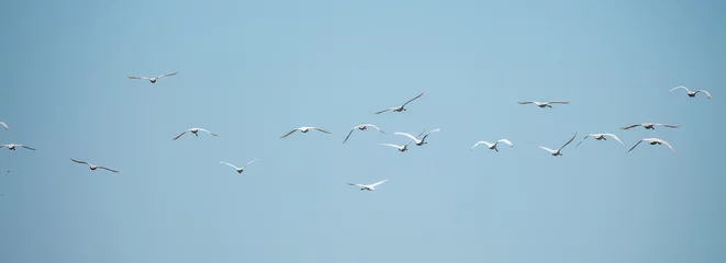 Rolgordijnen Flying swans in the blue sky. Waterfowl at the nesting site. A flock of swans walks on a blue lake. © Vera