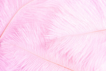 Pink feather background. Softness pink feather texture. Soft pastel background pink feather pattern