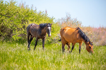 A herd of horses graze in the meadow in summer, eat grass, walk and frolic. Pregnant horses and foals, livestock breeding concept.