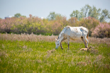 Obraz na płótnie Canvas A herd of horses graze in the meadow in summer, eat grass, walk and frolic. Pregnant horses and foals, livestock breeding concept.