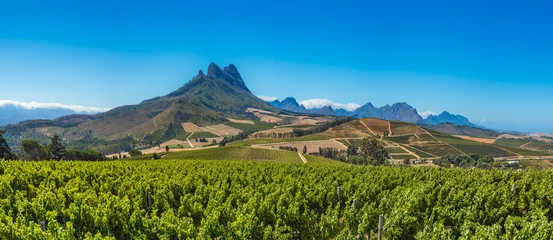 Fotobehang Afrika Beautiful landscape of Cape Winelands, wine growing region in South Africa.  © javarman