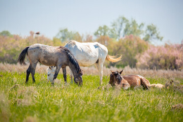 A herd of horses graze in the meadow in summer, eat grass, walk and frolic. Pregnant horses and...